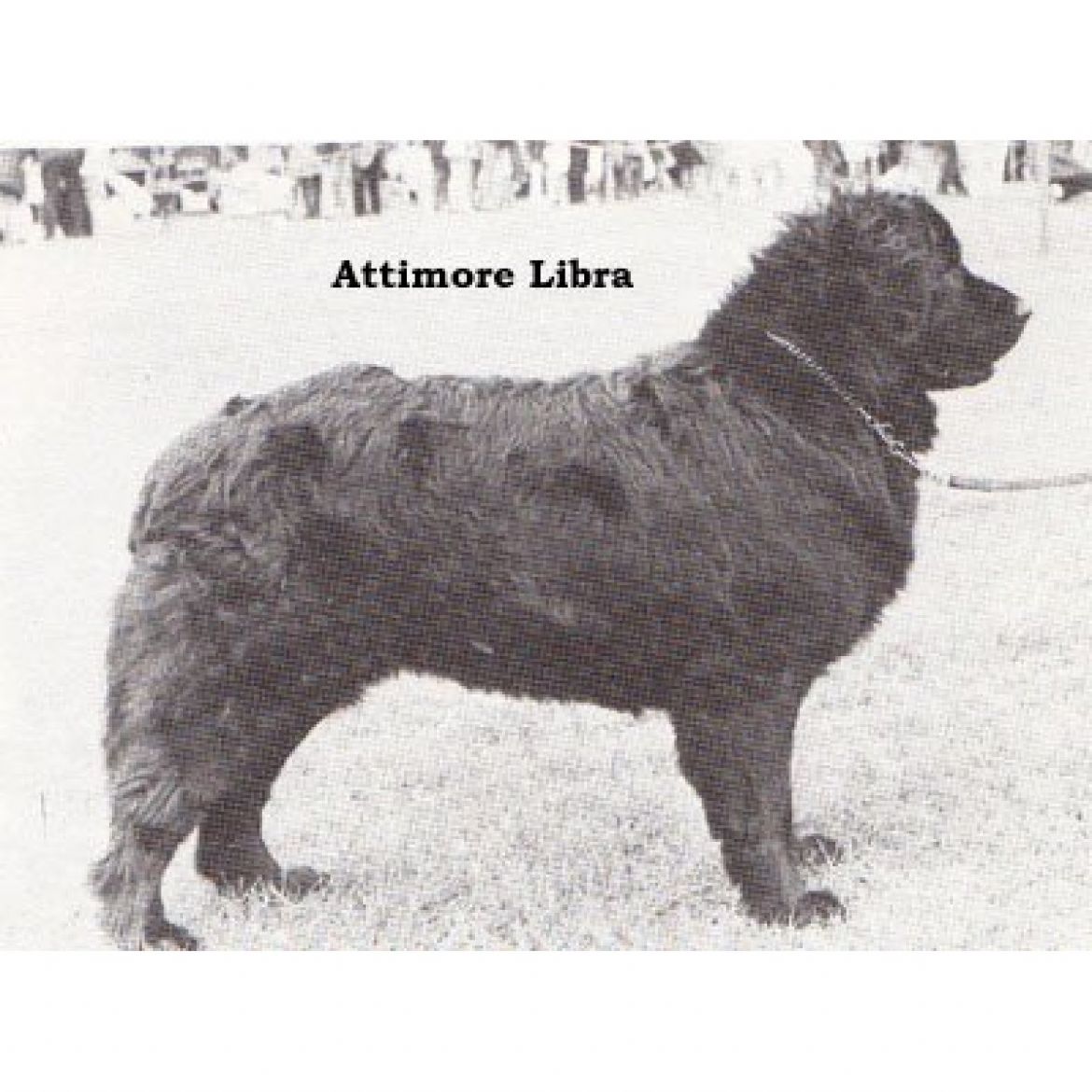 T Attimore Libra (07-02-1969)